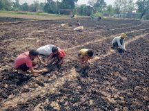 गेंहूं के जले खेत में अधजली बालियां तलाशता किसान परिवार