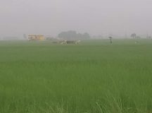 किसानों पर दोहरी आफत, भारी बरसात से बाढ़ के खतरे के साथ पशुओं से खेतों की तबाही जारी