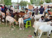 कुर्बानी के लिए गोबरहवां बाजार में सजा बकारों का बाजार, 7 को होगी कुर्बानी 