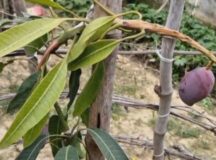 जपान का नया करिश्मा मियाजाकी आम का पेड़