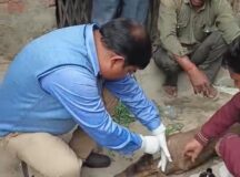 पशुपालन विभाग ने बचाई हिरण के बच्चे की जान 