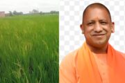 सिद्धार्थनगर में सीएम का आगमन: खराब बीज से बर्बाद किसानों की आस अब ‘योगी जी’ पर, मुआवजे के वादे के बाद भी खाली हैं हाथ