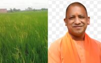 सिद्धार्थनगर में सीएम का आगमन: खराब बीज से बर्बाद किसानों की आस अब ‘योगी जी’ पर, मुआवजे के वादे के बाद भी खाली हैं हाथ